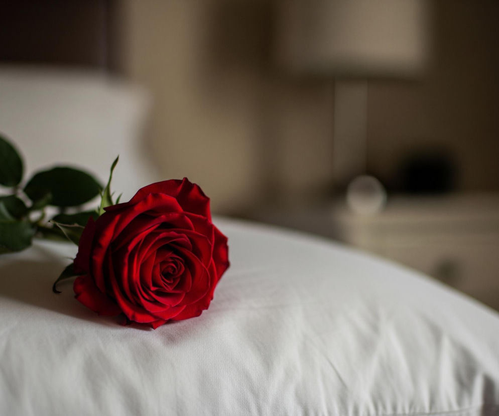 Czerwona róża z zielonymi liśćmi spoczywa na pofałdowanej, białej poszewce poduszki, zajmując centralne miejsce na pierwszym planie po lewej stronie. Płatki róży są gęsto ułożone, tworząc spiralny wzór. Tło jest rozmyte, z jasnym fragmentem poduszki po lewej i ciemniejszym, brązowym obszarem po prawej, gdzie niewyraźnie widać fragment mebla i lampy.