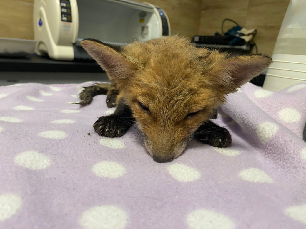 Lisek w drgawkami w inkubatorze