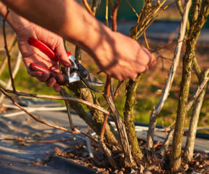 Cięcie borówki amerykańskiej - kiedy i jak to zrobić?