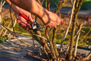Cięcie borówki amerykańskiej - kiedy i jak to zrobić?