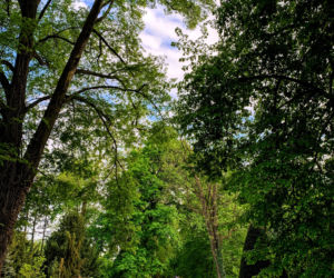 Arboretum w Kórniku
