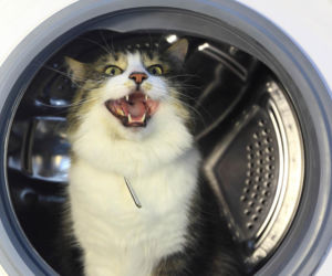 Kot wskoczył do pralki, kobieta włączyła pranie. Po godzinie przeżyła szok