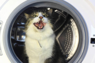 Kot wskoczył do pralki, kobieta włączyła pranie. Po godzinie przeżyła szok