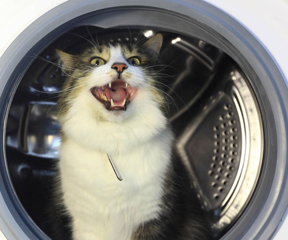 Kot wskoczył do pralki, ona włączyła pranie. Po godzinie przeżyła szok