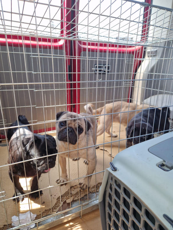 OTOZ Animals interwencja w Żywcu
