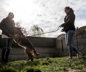 Mieszkańcy Krakowa chętnie adoptują psy w czasie koronawirusa