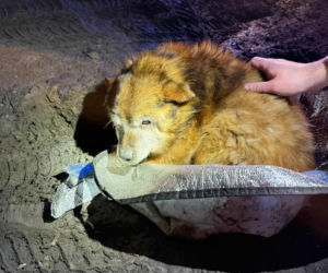 Ranny psi senior znaleziony na drodze pod Lublinem. Czy ktoś rozpoznaje tego psa?