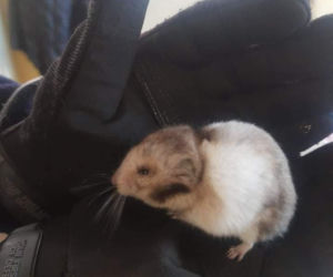 Te interwencje łódzkiego Animal Patrolu łamią serce...