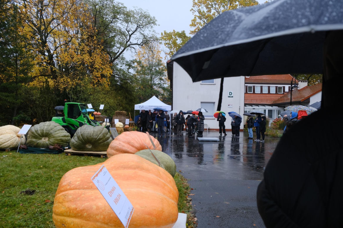 Ponad półtonowa dynia. Taką bestię wyhodowali w ogrodzie PAN w Powsinie