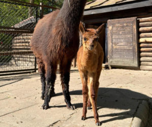 Narodziny alpaki. Warszawskie zoo szuka dla niej imienia. Jest jeden warunek!