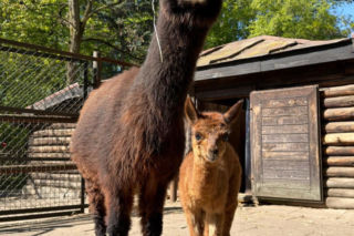 Narodziny alpaki. Warszawskie zoo szuka dla niej imienia. Jest jeden warunek!