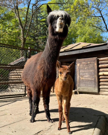 Narodziny alpaki. Warszawskie zoo szuka dla niej imienia. Jest jeden warunek!