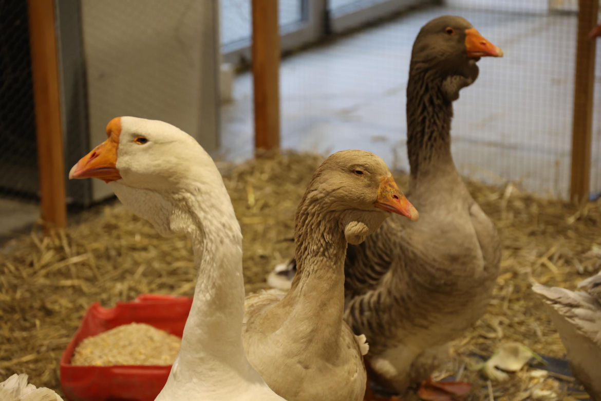Zoopark 2024 w Lublinie. Można podziwiać wiele gatunków zwierząt