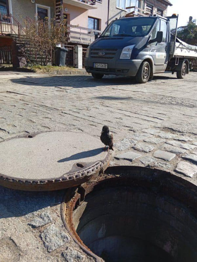 Ptaszek uwięziony w studzience