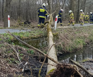 Interwencje Strażaków przy likwidacji szkód spowodowanych przez gwałtowny wiatr i burze
