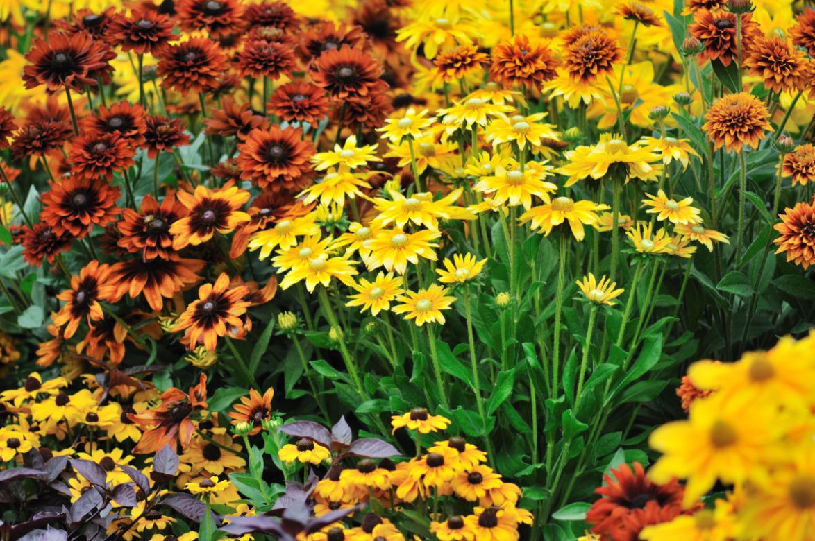 Rudbekia