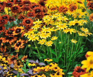 Rudbekia