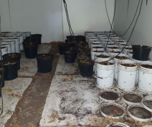 Plantacja konopi indyjskich w Szczucinie zlikwidowana