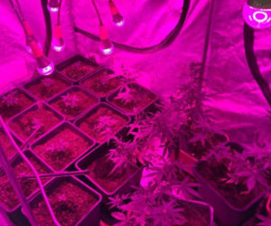 Plantacja konopi w domu. 34-latek usłyszał zarzuty
