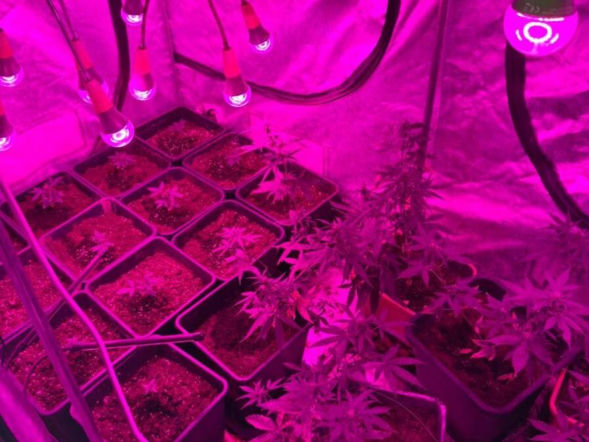 Plantacja konopi w domu. 34-latek usłyszał zarzuty