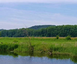 Tramwaj wodny Szczecin - Mescherin - Gartz