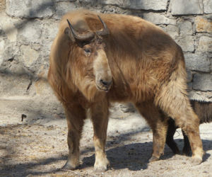 Takin złoty