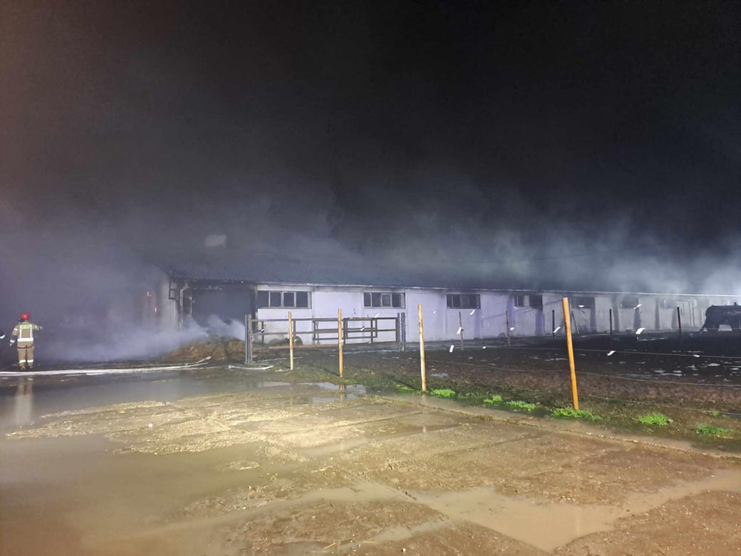 Ponad 60 krów spłonęł żywcem! Tragiczny pożar i milionowe straty [ZDJĘCIA]