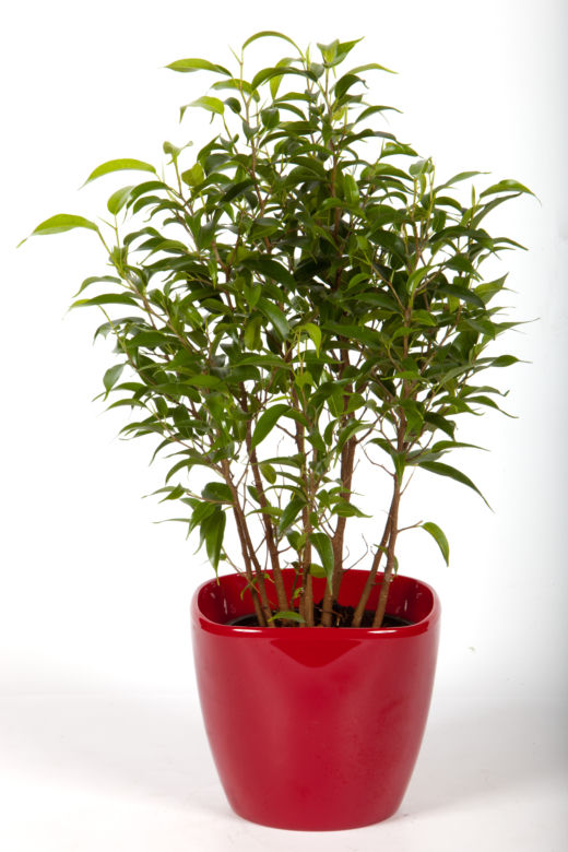 Figowiec benjamina