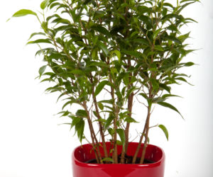 Figowiec benjamina