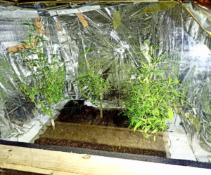Ukradł palety, by zbudować sobie... plantację!