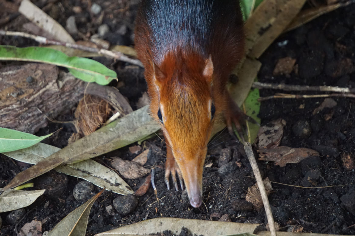 Niespodzianka w zoo! Nowi mieszkańcy wrocławskiego Afrykarium!