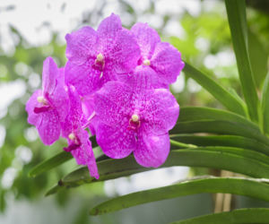 Storczyk Vanda