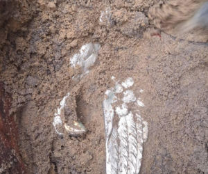 Sensacyjne odkrycie w starachowickim lesie! Pod ziemią przeleżało ponad 80 lat