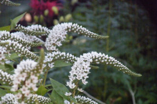 Tojeść orszelinowa - Lysimachia clethroides