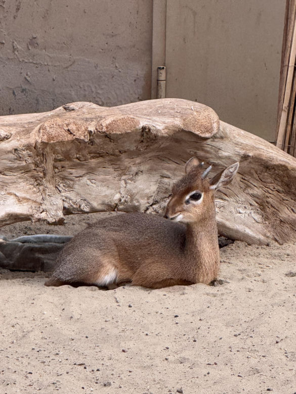 Czy warto jechać do ZOO Wrocław zimą?