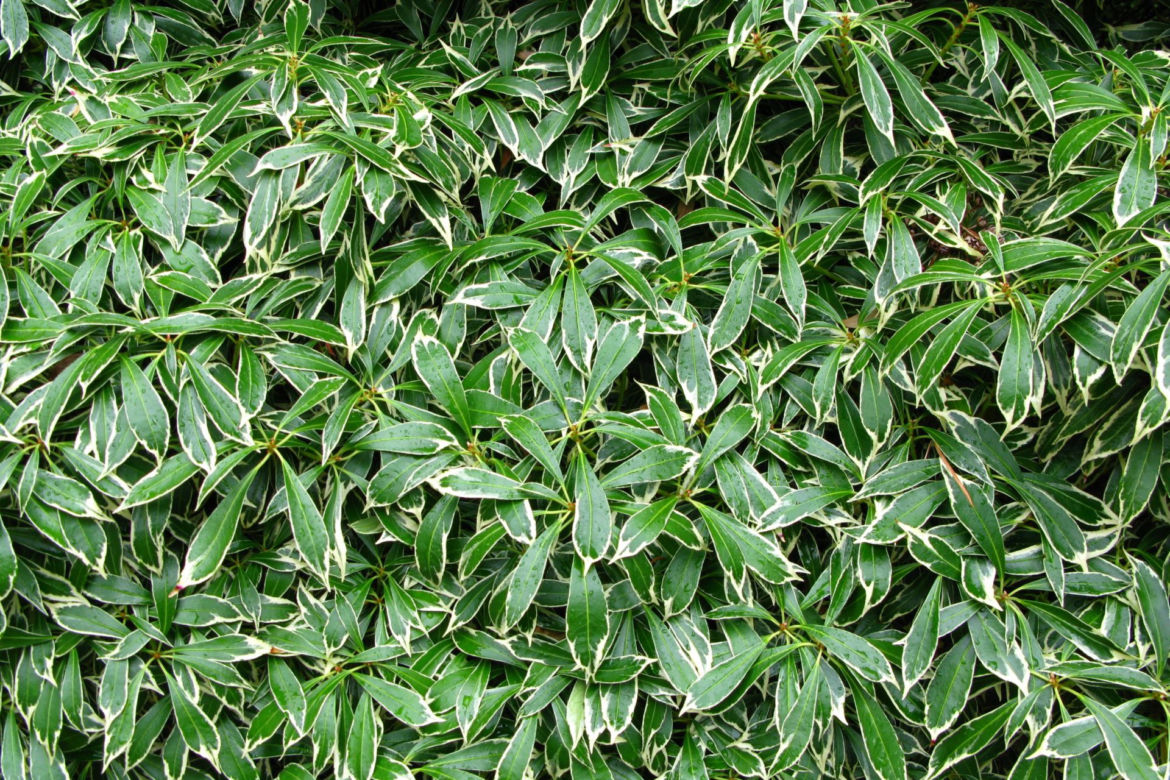 Pieris japoński