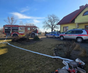 Krowa zaatakowała kobietę! Na miejscu lądował śmigłowiec LPR