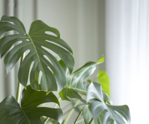 Monstera