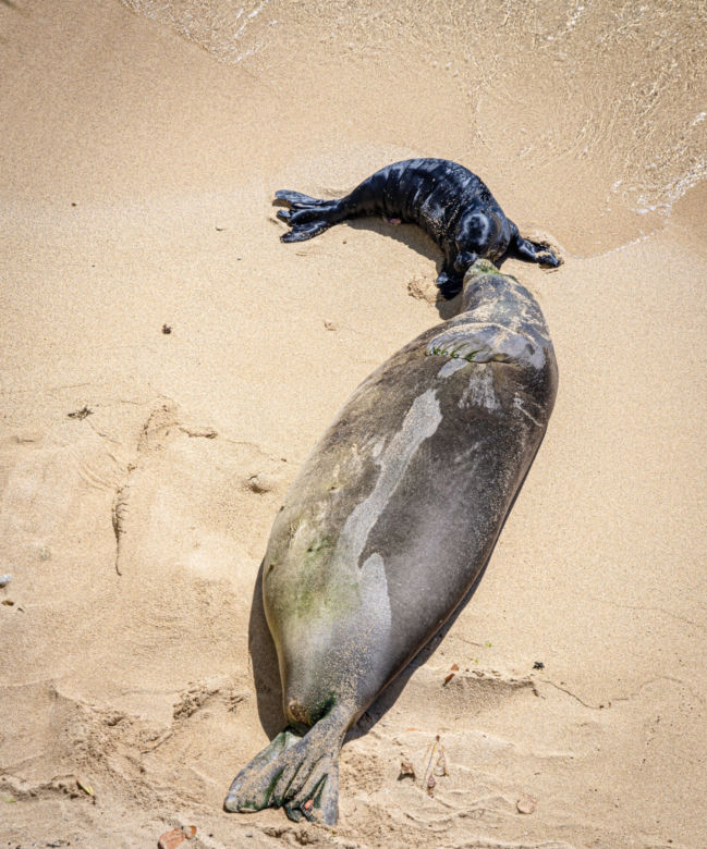 Szczenię foki na hawajskiej plaży 