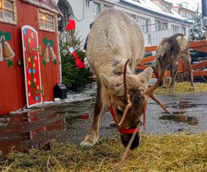 Jarmark Bożonarodzeniowy na Zamku Książąt Pomorskich w Szczecinie