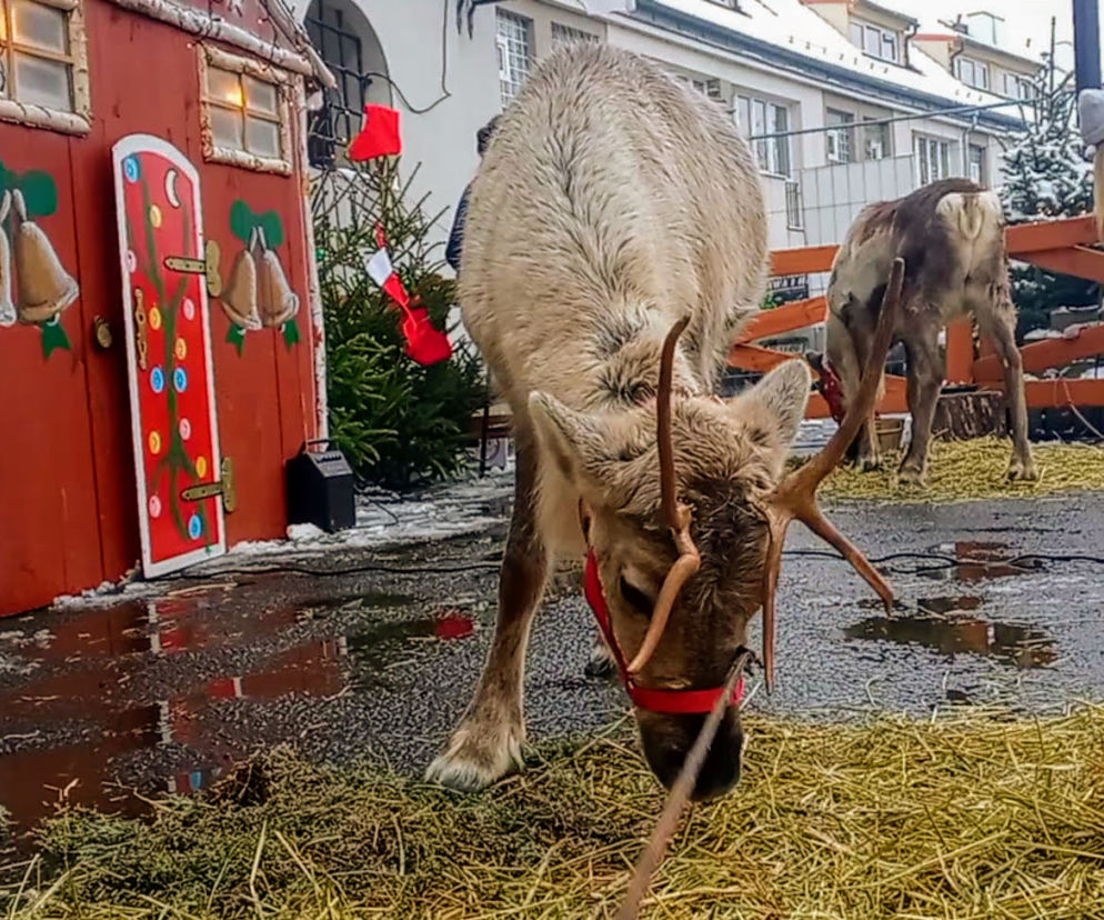 Jarmark Bożonarodzeniowy na Zamku Książąt Pomorskich w Szczecinie