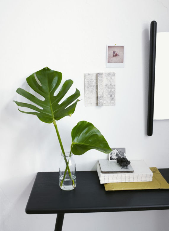 Monstera we wnętrzach