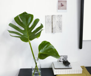 Monstera we wnętrzach