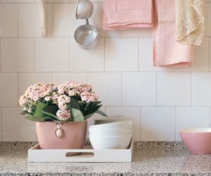 Kalanchoe Blossfelda