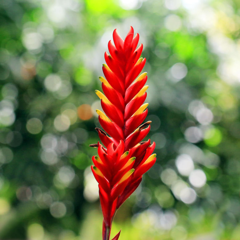 Frizea lśniąca (Vriesea splendens) 