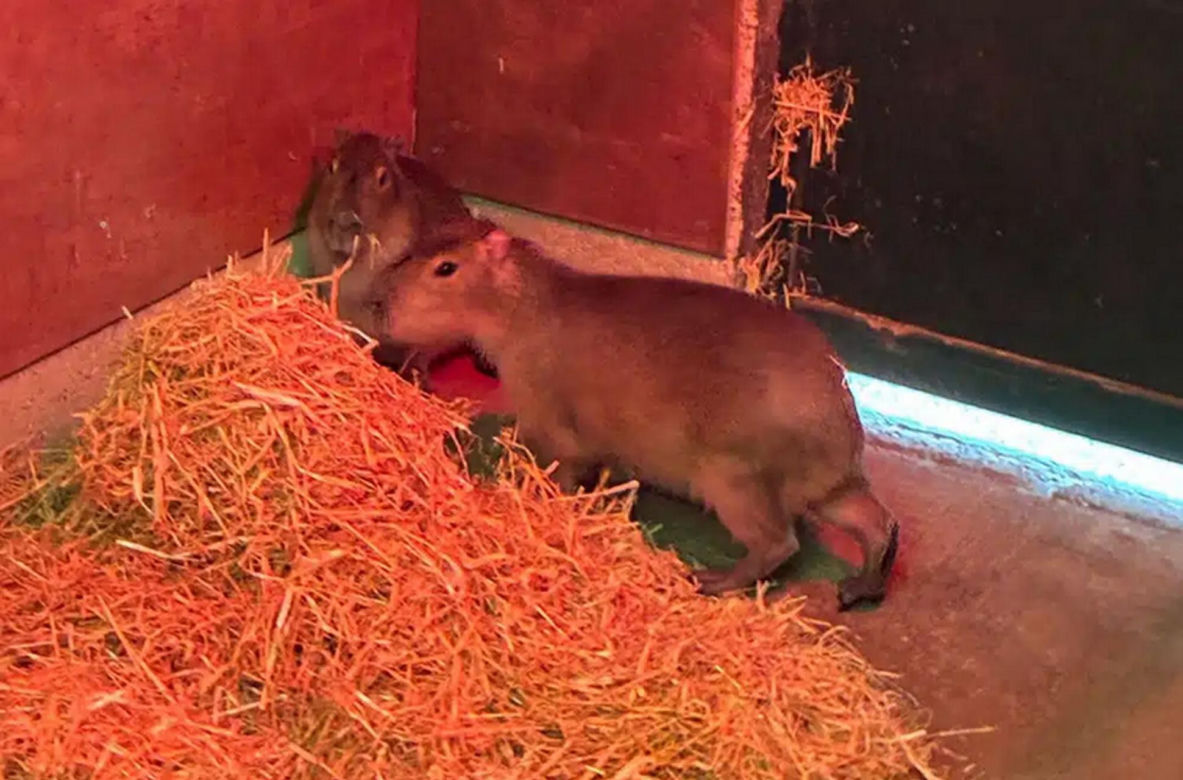 Kapibara uciekła z zoo