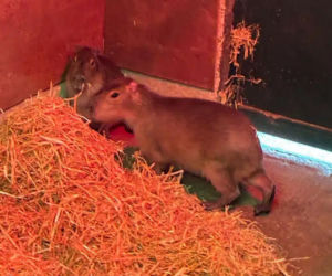 Kapibara uciekła z zoo