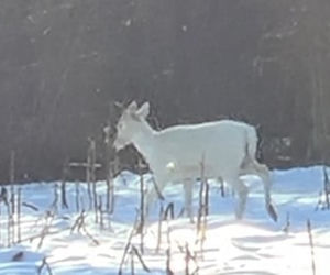 Patronus Harry'ego Pottera widziany w polskim lesie? Zrobili ZDJĘCIA niezwykłemu zwierzęciu!