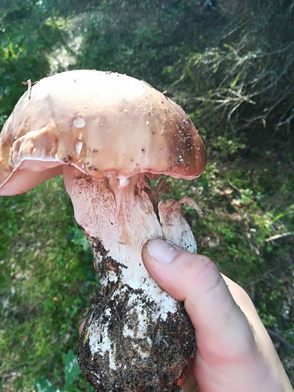 Grzybobranie na Podkarpaciu: Zdjęcia Czytelników