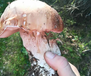 Grzybobranie na Podkarpaciu: Zdjęcia Czytelników